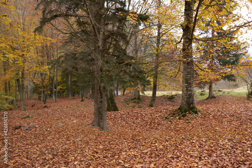 autumn landscape park forest fallen leaves tall trees fresh air