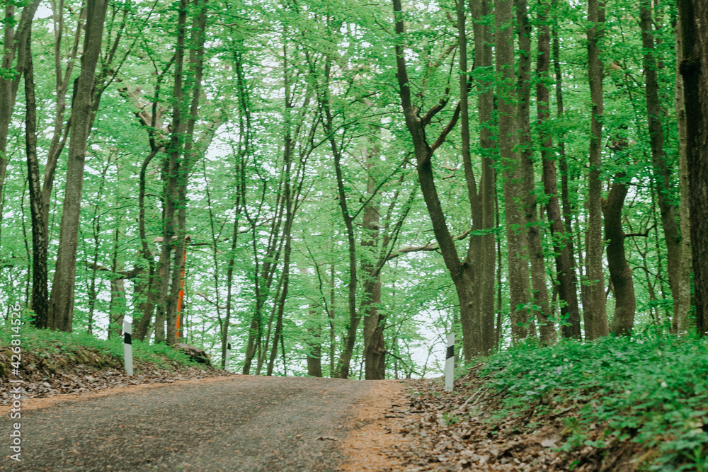 Obraz premium forest trail