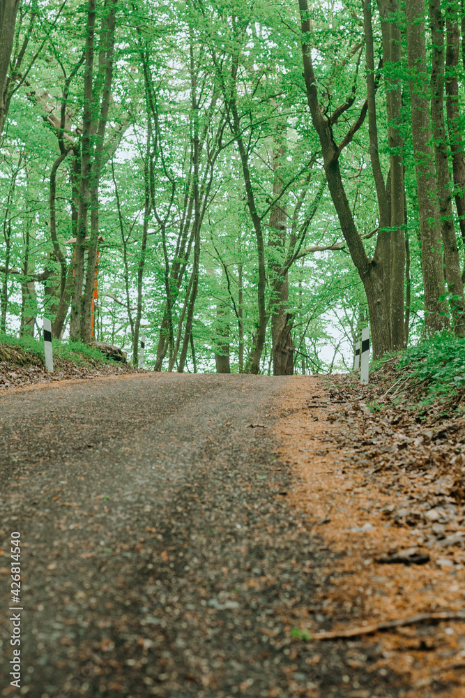 Fototapeta premium forest trail