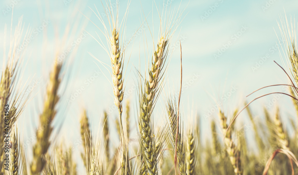 Wheat harvesting in the summer. Golden ear of ripe wheat on the field. Wheat harvesting in the summer. Golden ear of ripe wheat on the field.