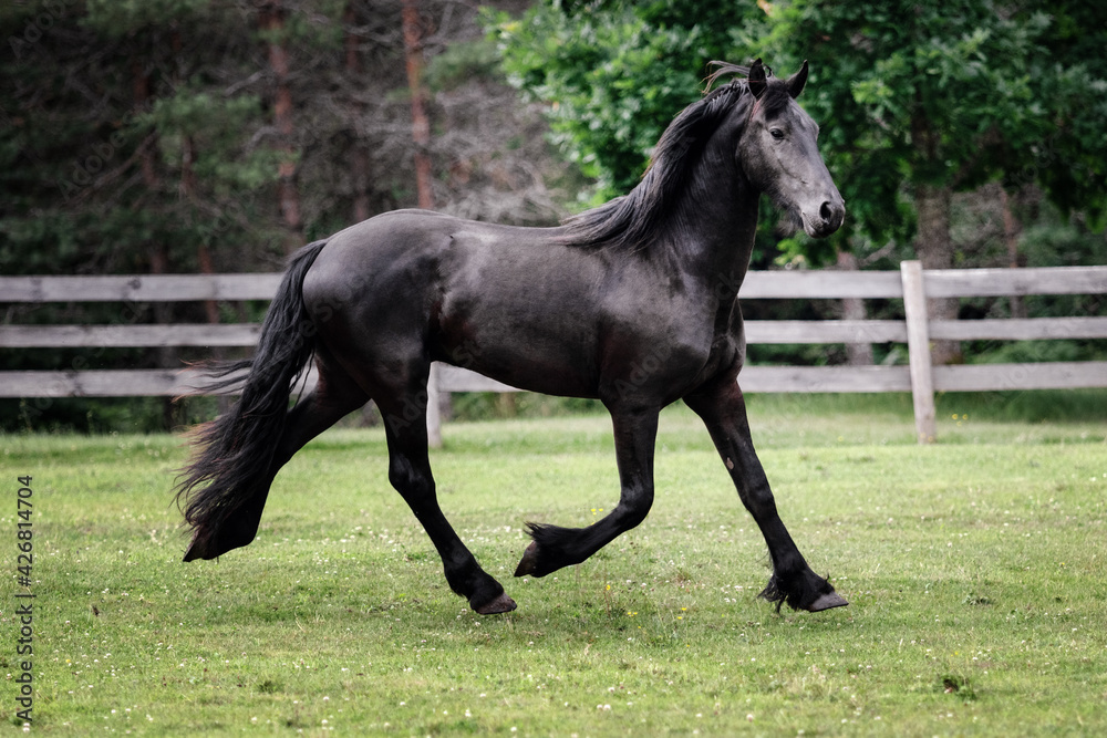 Black young freisian stallion running and playing in the fenced pasture in summer day.