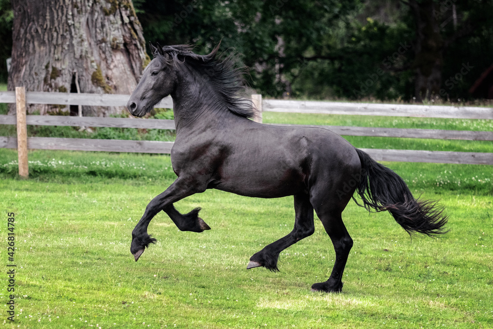 Black young freisian stallion running and playing in the fenced pasture in summer day.