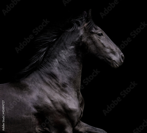 Black friesian stallion isolated on black background. Animal portrait in motion.