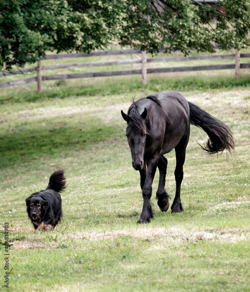 Black friesian young colt playing with best friend black dog. Rural animal stories.