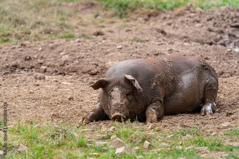 Duroc Schweine Duroc Schweine