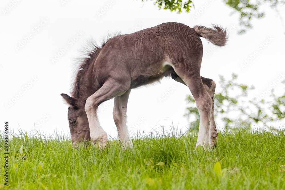 Cute small tinker foal grazing in the green summer pasture. Cute small tinker foal grazing in the green summer pasture.