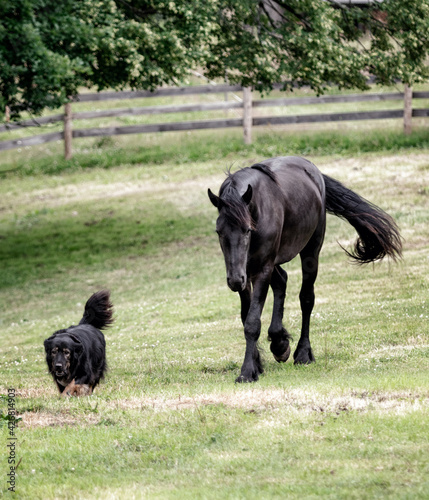 Obraz na płótnie Black friesian young colt playing with best friend black dog. Rural animal stories. w salonie