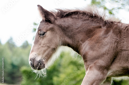 Fotografie Cute small tinker foal's portrait in summer outside.