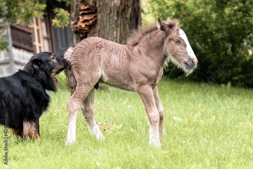 Obraz na plátně Black dog sniffing cute horse tinker breed foal in summer near house
