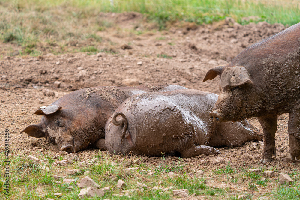 Fototapeta premium Duroc Schweine