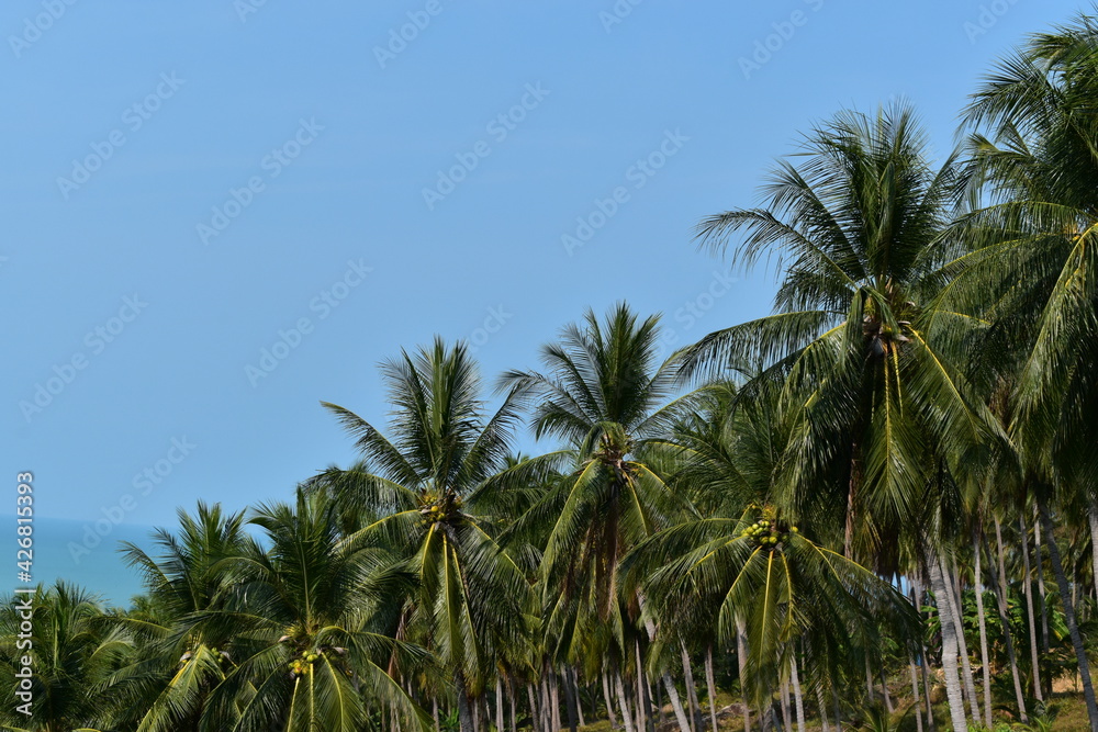 palm trees in the wind