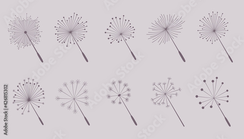 dandelion flower seeds collection of ten