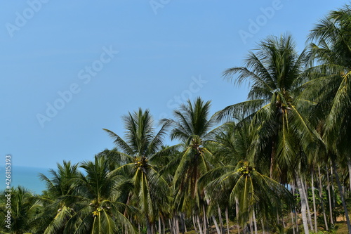 palm trees in the wind © Igunt