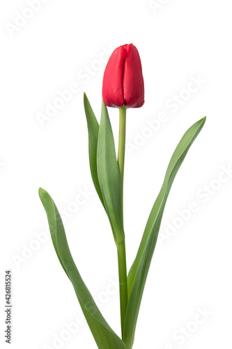 Fototapeta Naklejka Na Ścianę i Meble -  Single red tulip and leaves isolated on white background  