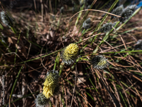 Buds and flowers covered in creamy yellow coloured pollen of hare's-tail cottongrass or tussock cottongrass in the early spring photo