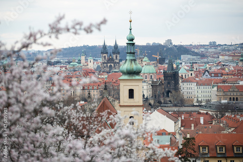 Canvas Print Flowing Almond blossom in spring time, Prague, Czech Republic