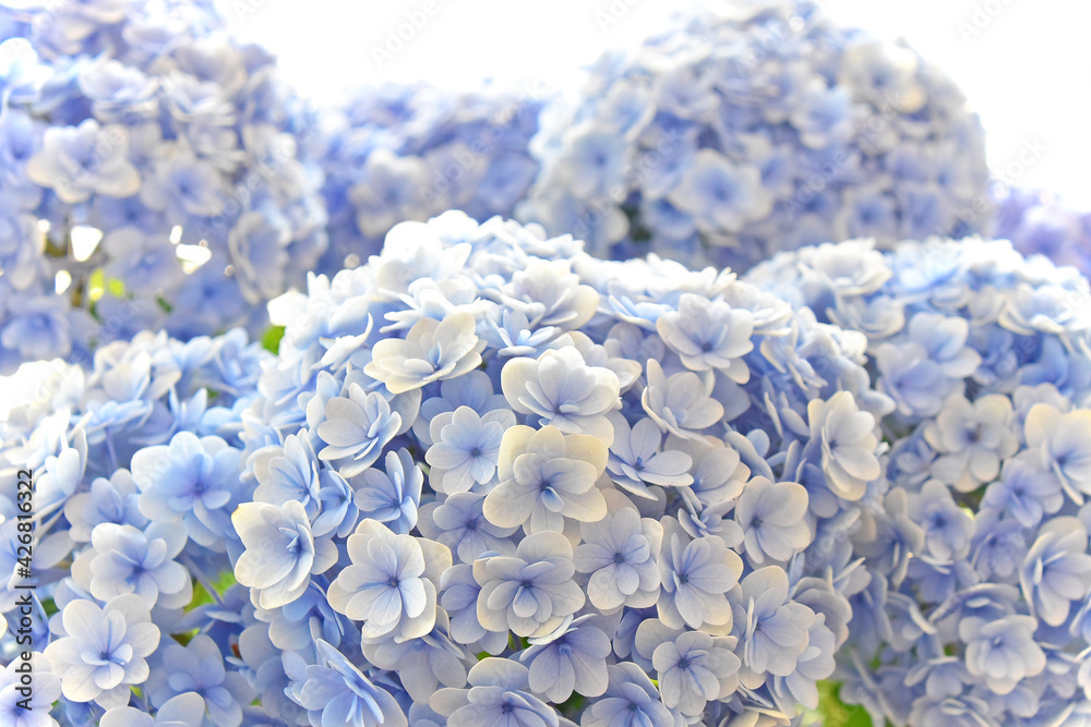 梅雨時になるとひときわ目を引くアジサイの花 青や紫 ピンクに白 淡い色のグラデーションに癒されますね Stock Photo Adobe Stock