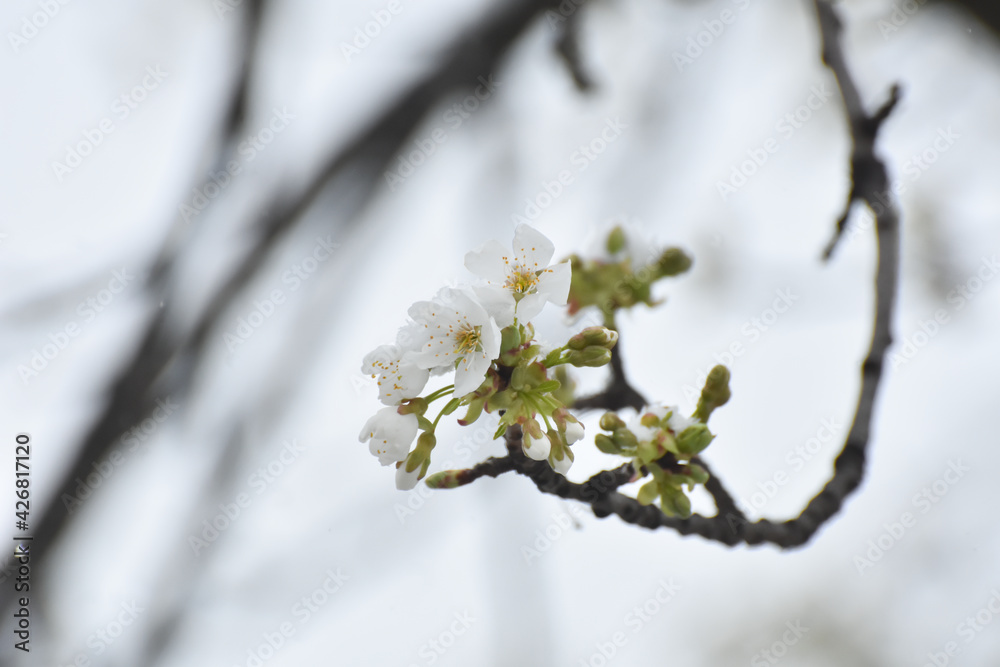Snow in spring on a tree blossom. Concept of bad weather condition, frost and agriculture disaster. Damage to the orchard Snow in spring on a tree blossom. Concept of bad weather condition, frost and agriculture disaster. Damage to the orchard