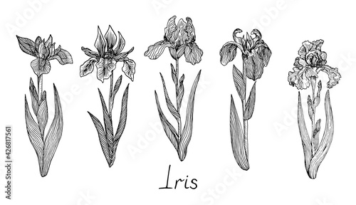 Iris flowers collection, doodle black ink drawing with inscription, woodcut style