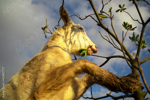 Картината върху платно A goat looking for food at lunchtime