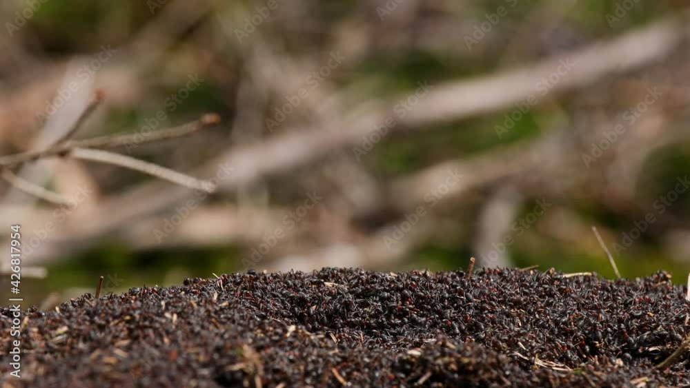 forest ants swarm out close up in 4k forest ants swarm out close up in 4k