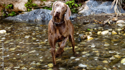 The beautiful look of a Weimarane.jpg, Close-up of an attentive Weinmaner dog looking at his owner waiting for a signal or reward in the water of a stream. photo