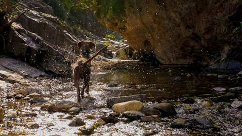 Weinmaner dog entering a mountain stream. Lights and lighting effects. dog running in the water