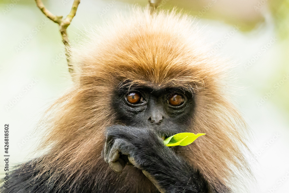 Lion Monkey at Parambikulam Lion Monkey at Parambikulam