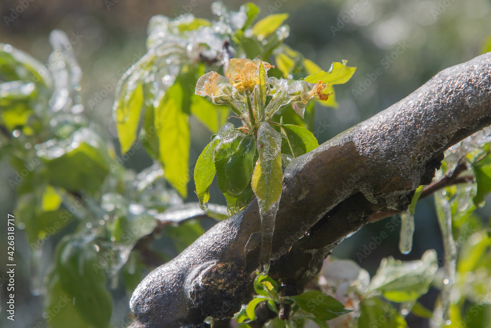 Gel au verger. StockFoto Adobe Stock