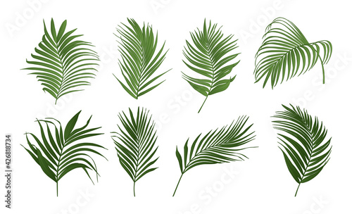 Collection of palm tree leaves vector