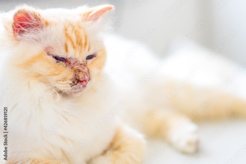 Pemphigus- Autoimmunerkrankung bei einer heiligen Birma Katze