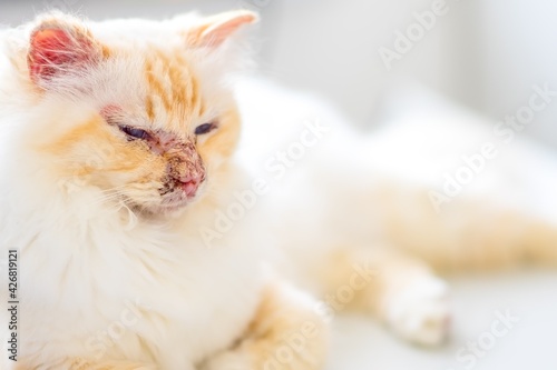 Pemphigus- Autoimmunerkrankung bei einer heiligen Birma Katze © stylefoto24