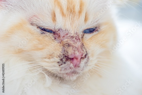 Pemphigus- Autoimmunerkrankung bei einer heiligen Birma Katze