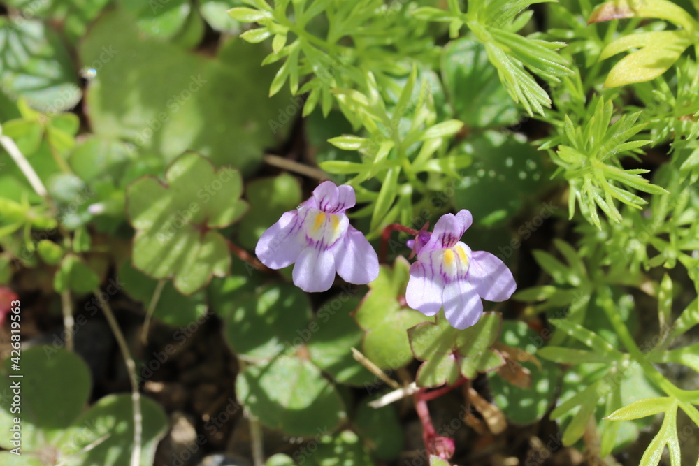 早春の庭に咲くツタバウンランの紫色の花 早春の庭に咲くツタバウンランの紫色の花