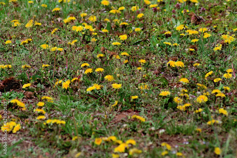 field of yellow dandelions field of yellow dandelions