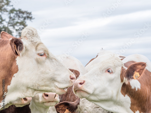 Vaches Montbéliardes