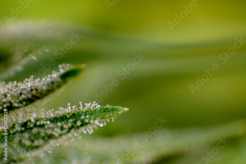 trichomes in the cannabis plant. Marihuana macro crystals.