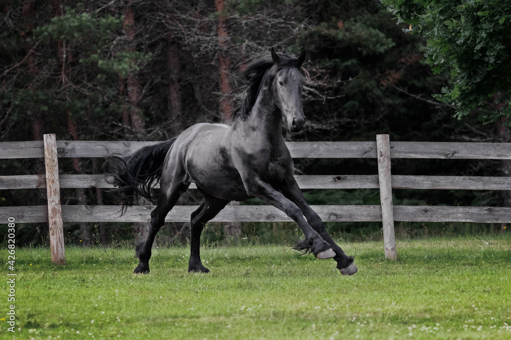 Black young freisian stallion running and playing in the fenced pasture in summer day. Black young freisian stallion running and playing in the fenced pasture in summer day.