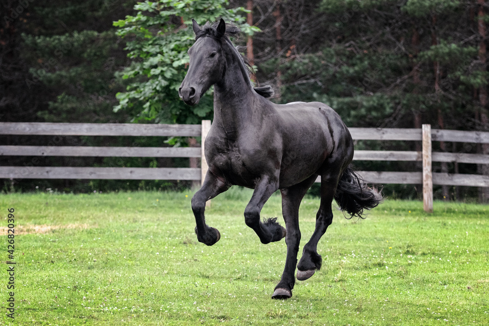 Black young freisian stallion running and playing in the fenced pasture in summer day.