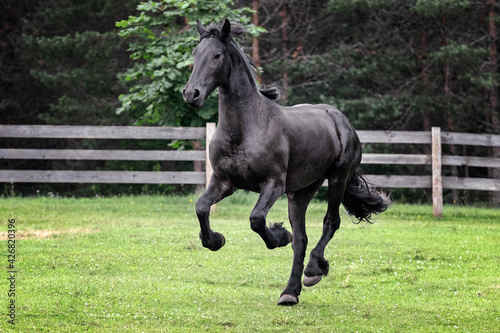 Black young freisian stallion running and playing in the fenced pasture in summer day.