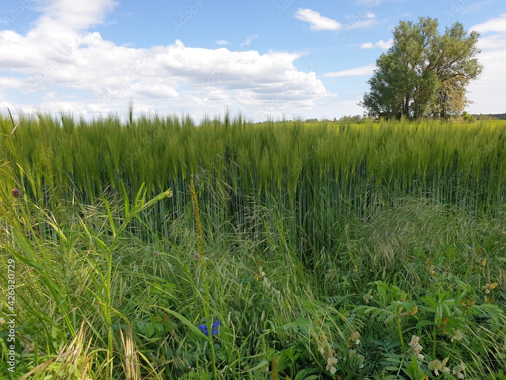 Landschaft, Feld, Gras, Wolken, Himmel, Natur Landschaft, Feld, Gras, Wolken, Himmel, Natur