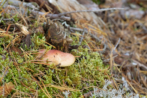 Plums and custard, Tricholomopsis rutilans growing among moss in confierous environment