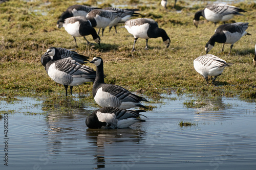 Картината върху платно A group of barnacle geese are in the lake and on the grass