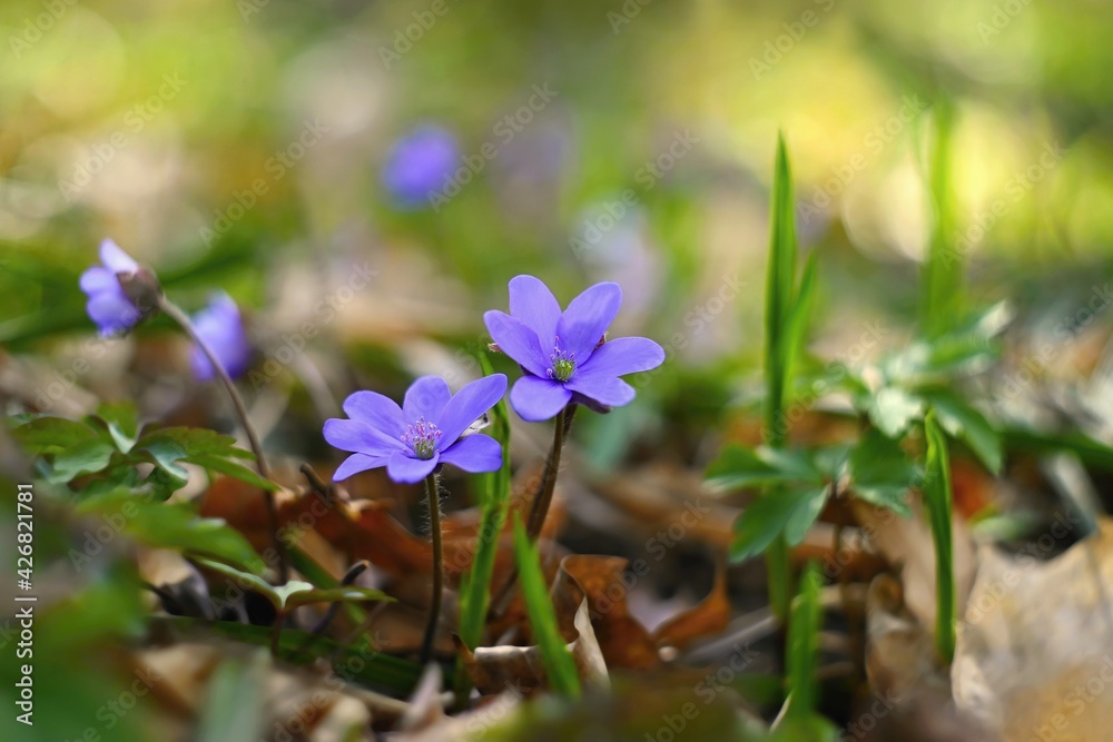 Spring flower. Beautiful blooming first small flowers in the forest. Hepatica. (Hepatica nobilis)