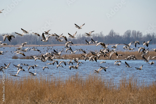 A large flock of geese fly by, above the lake. Blue sky and sun © Dasya - Dasya