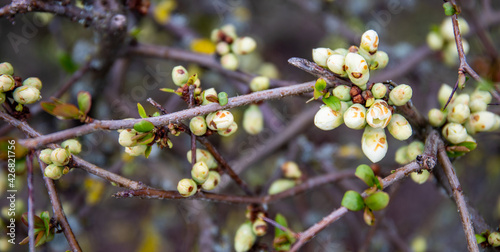 Spring morning, in a shrub at the beginning of flowering, inflorescences with white buds between green foliage.