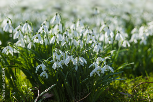 Field of Common Snowdrops or Galanthus nivalis with very close depth of field in a garden. Focus on the snowdrops in foreground