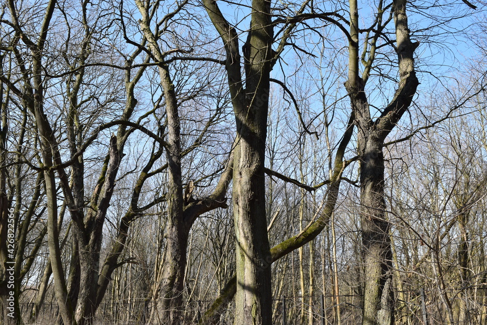 Obraz premium Branches of trees against the blue sky.