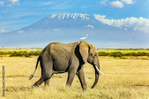 Photography Egret stands on the elephant
