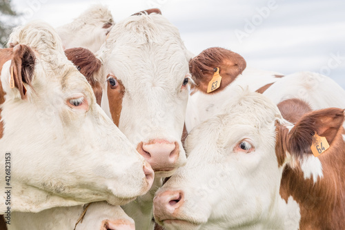 Vaches Montbéliardes regroupées © julien leiv